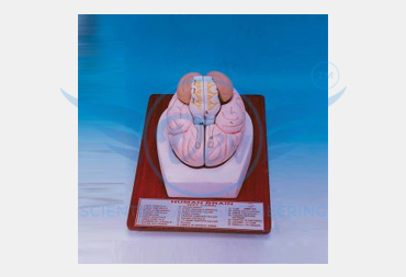 HUMAN BRAIN, 2 PART
