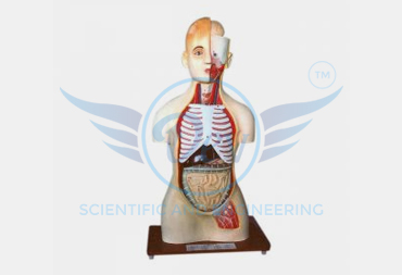 HUMAN TORSO WITH HEAD