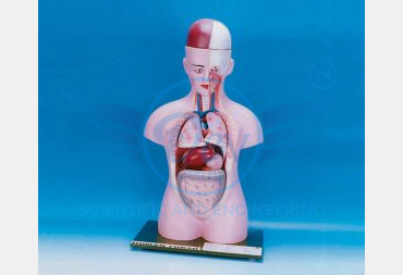 HUMAN TORSO WITH HEAD 2