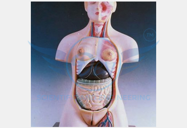 HUMAN TORSO WITH INTERCHANGEABLE SEX
