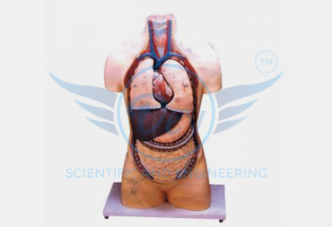 HUMAN TORSO WITHOUT HEAD
