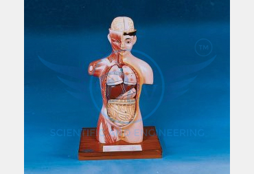 HUMAN TORSO, WITH HEAD, HALF SIZE