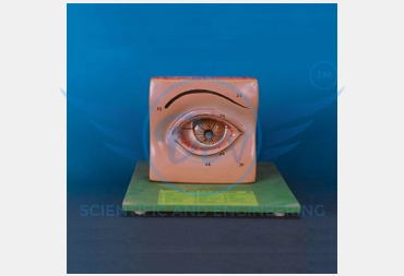 HUMAN EYE WITH LID