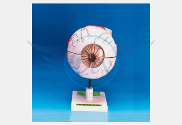 HUMAN EYE, 3 TIMES ENLARGED