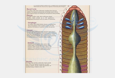 ANNELIDA