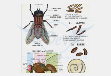 ARTHROPODA