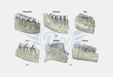 TOOTH SHEAR THOMPSONE HEAVY PATTERN.
