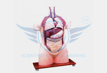 HUMAN TORSO, WITHOUT HEAD, HALF