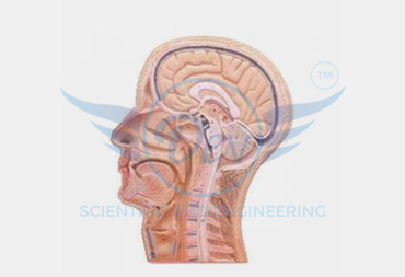 HUMAN HEAD AND NECK L. S