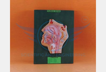 HUMAN NOSE, L. S