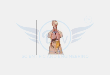 NURSING COLLEGE LAB EQUIPMENTS 3