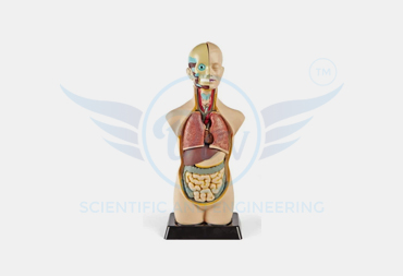 HUMAN TORSO MALE MODEL