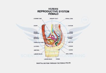 HUMAN REPRODUCTION CHARTS