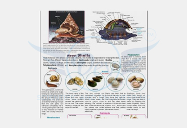 MOLLUSCA