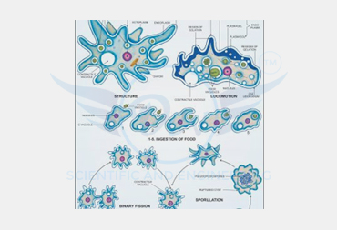 PROTOZOA