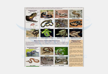 REPTILIA