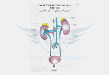SPECIAL HUMAN PHYSIOLOGY CHARTS