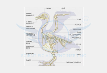 AVES