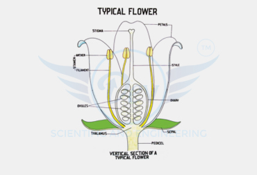 BOTANY CHARTS