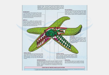ECHINODERMATA