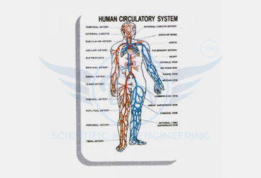 HUMAN PHYSIOLOGY CHARTS
